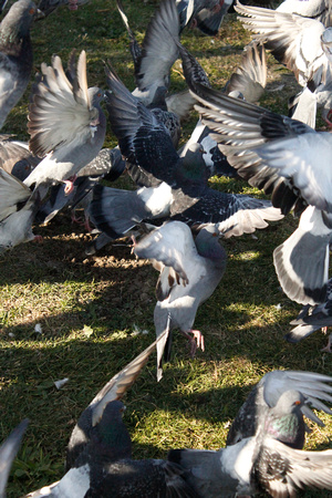 Pigeons Vertical