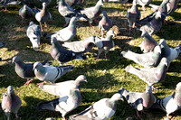 Patterned and Flying: Pigeons on Ground