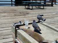 Pigeons Curtsey