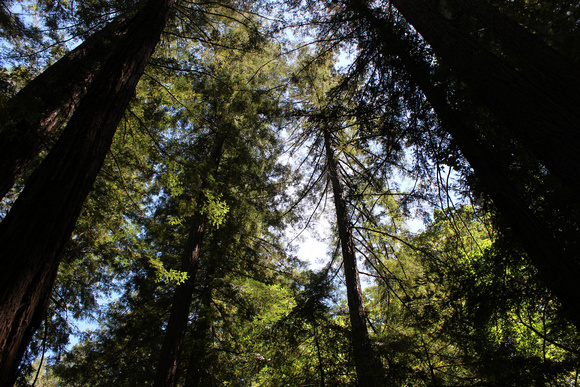 Trees and sky