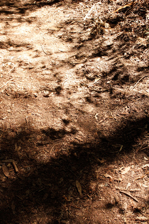 Dirt Trail Shadows V