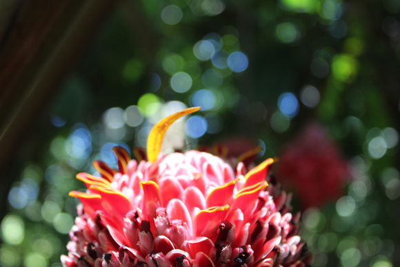 Tropical Flower