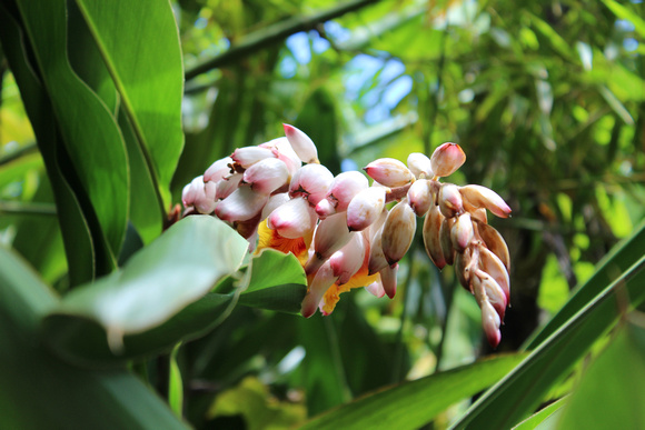 Tropical Flower Buds