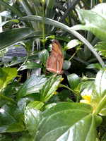 Amsterdam Greenhouse Butterfly