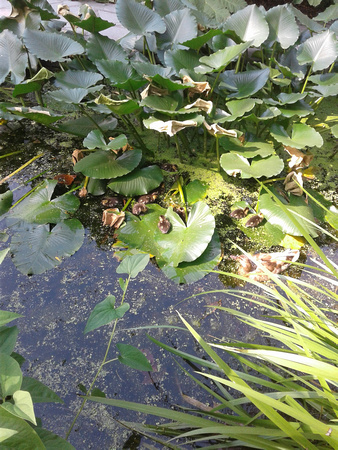 Greenhouse Pond