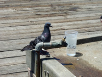 Pigeon Drink